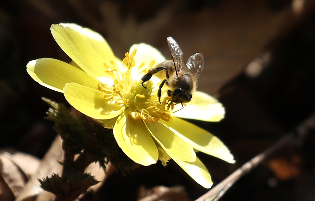 „Jingzhe“: Warum Frühlingsdonner Insekten aufweckt?