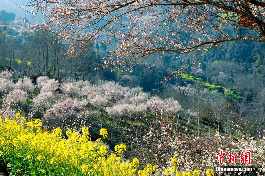 مناظر بهاری زیبای «پینگ وو»